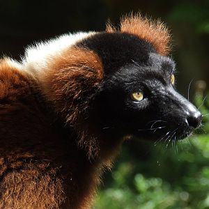 Red Ruffed Lemur