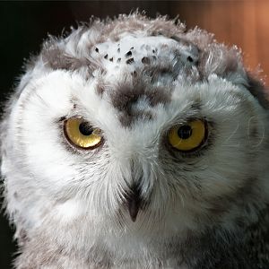 Snowy Owl