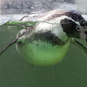Humbolt Penguin