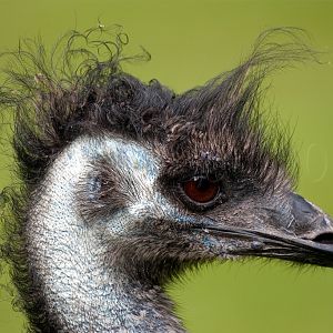 Emu