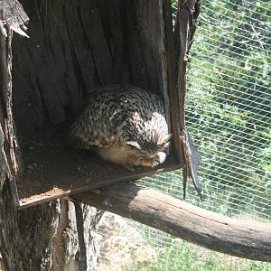 euroasian eagle owl
