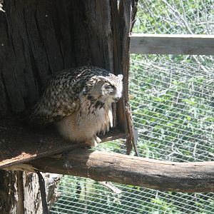 euroasian eagle owl