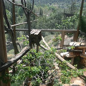 euroasian eagle owl exhibit