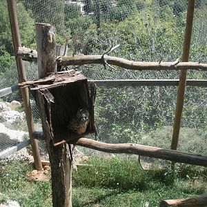 euroasian eagle owl exhibit