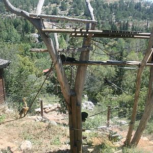 howler monkeys exhibit