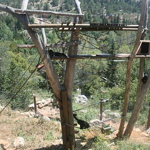 howler monkeys exhibit