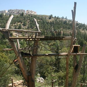 howler monkeys exhibit