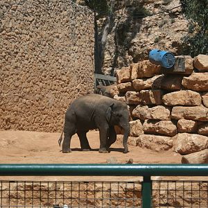 Gabi the baby (4 year old) elephant