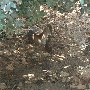persian fellow deer - bamby minutes after birth