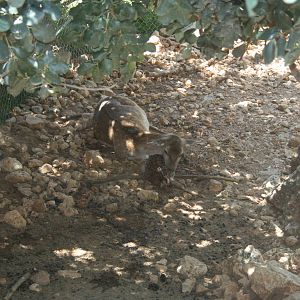 persian fellow deer - bamby minutes after birth