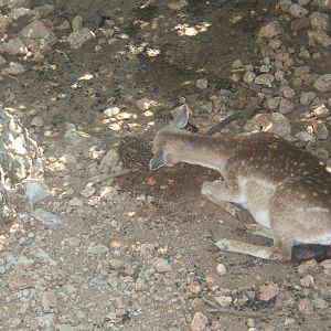 persian fellow deer - bamby minutes after birth