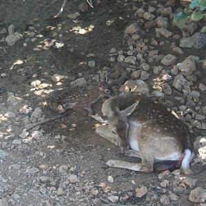 persian fellow deer- bamby minutes after birth