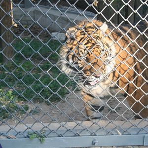 sylvester the baby tiger - 1.4 year old