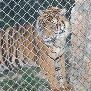 sylvester the baby tiger - 1.4 year old