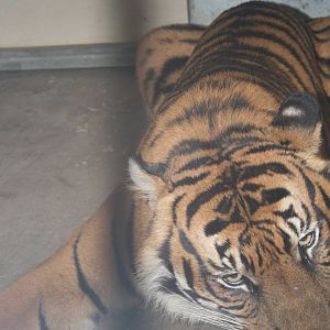 avigdor the male tiger eating chicken