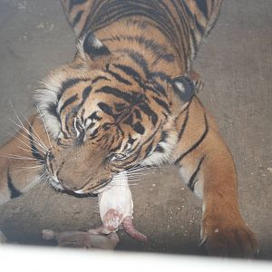 avigdor the male tiger eating chicken