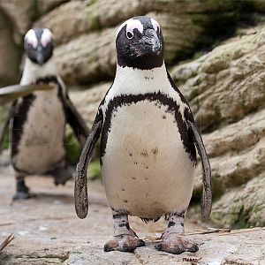 Black Footed Penguin