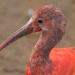 Scarlet Ibis