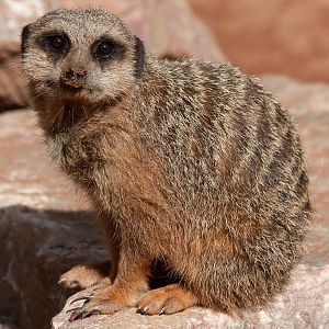 Meerkat