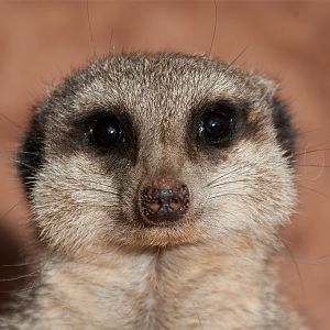 Meerkat
