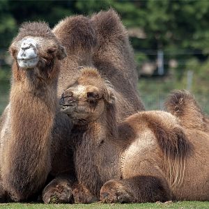 Bactrian Camel
