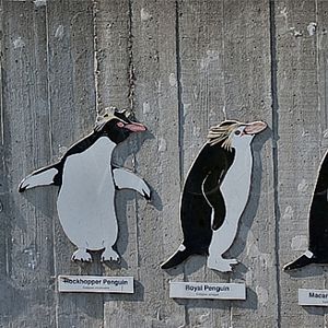 A Waddle of Penguins!