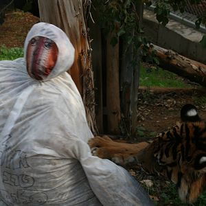 sylvester 1 year birthday