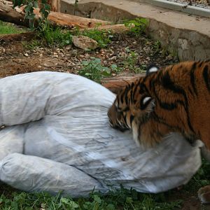 sylvester 1 year birthday