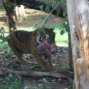 running with the head