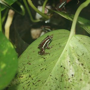 poisn dart frog