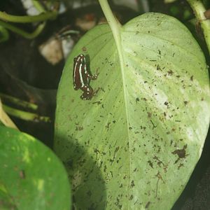 poisn dart frog