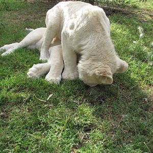 White Lions - April 2010