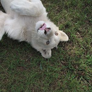 White Lions - April 2010