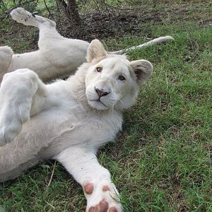 White Lions - April 2010