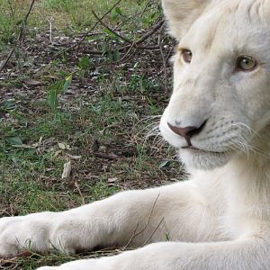 White Lions - April 2010