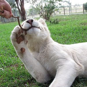 White Lions - April 2010