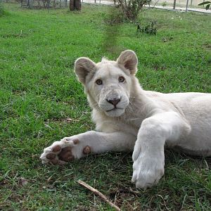 White Lions - April 2010