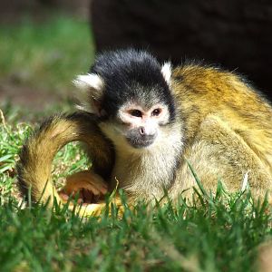 Bolivian Squirrel Monkey