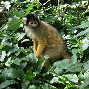 Bolivian Squirrel Monkey