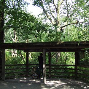 Black Howler viewing