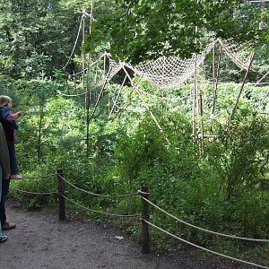 Golden-bellied Capuchin island