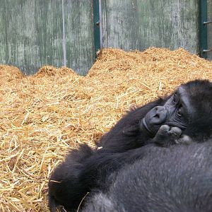 Port Lympne 14.04.10