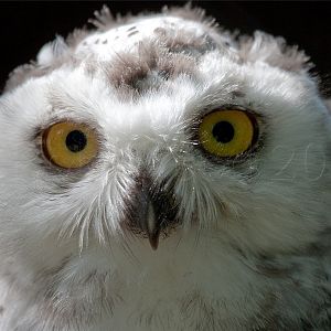 Snowy Owl