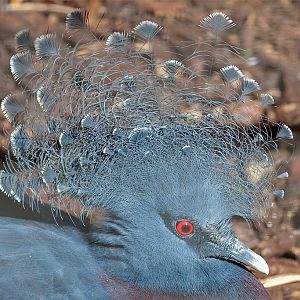 Victoria Crowned Pigeon