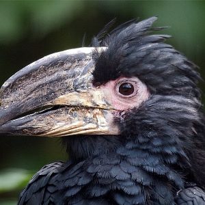 Trumpeter Hornbill