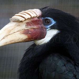 Blyths Hornbill