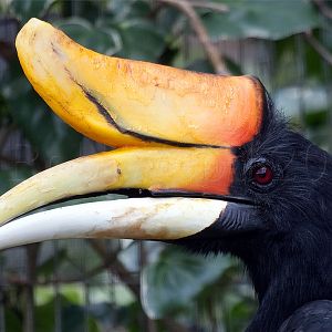 Rhinoceros Hornbill