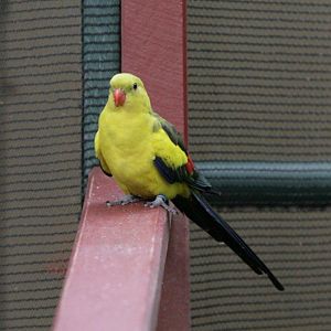 Flying High Bird Sanctuary