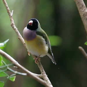 Flying High Bird Sanctuary