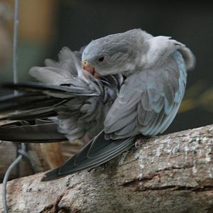 Flying High Bird Sanctuary